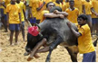 Jallikattu, Bull-Fighting Sport Of Tamil Nadu, Put On Hold By Supreme Court